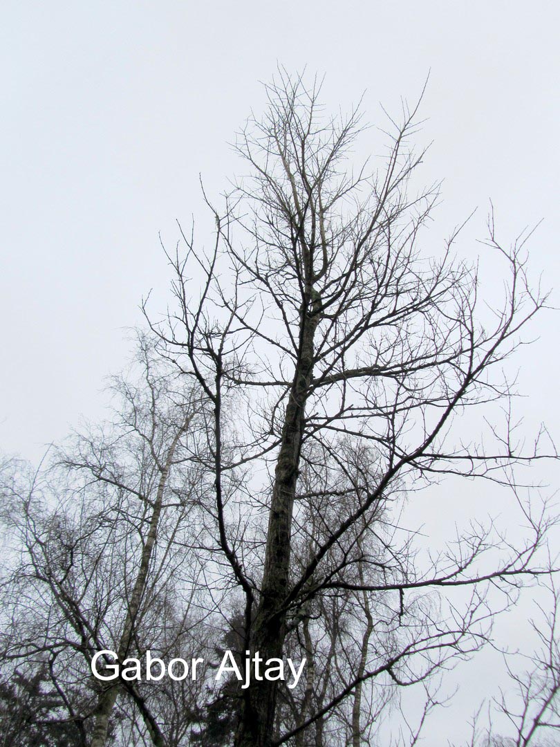 Ulmus 'New Horizon'