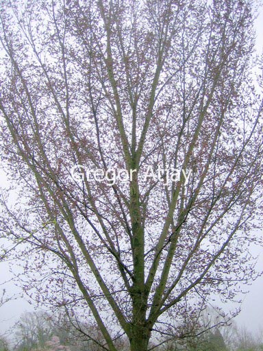 Ulmus 'Plantijn'
