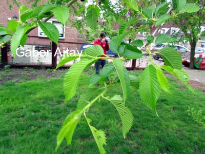Ulmus 'Sapporo Autumn Gold'