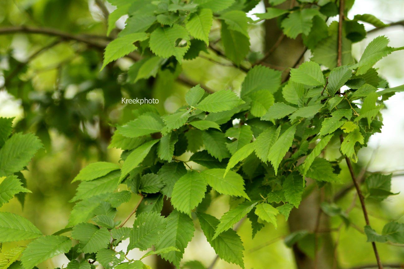 Ulmus davidiana