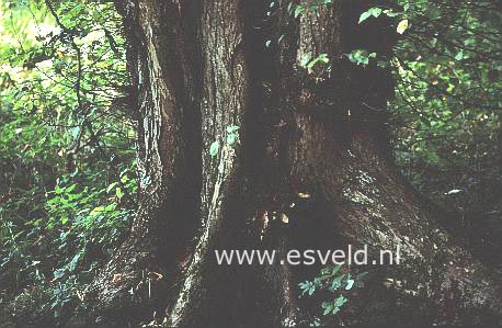 Ulmus laevis
