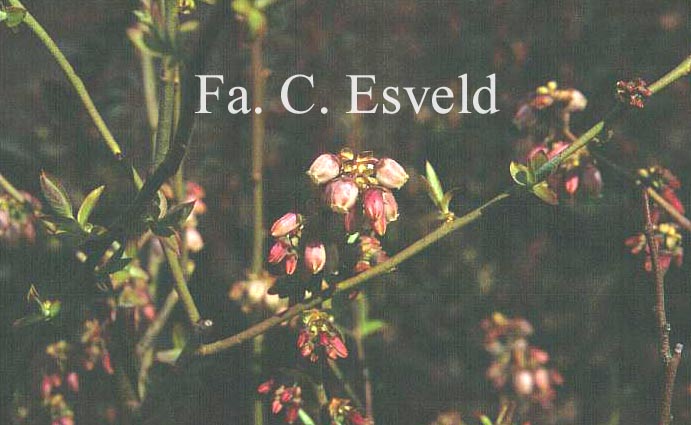 Vaccinium angustifolium 'Nigrum'