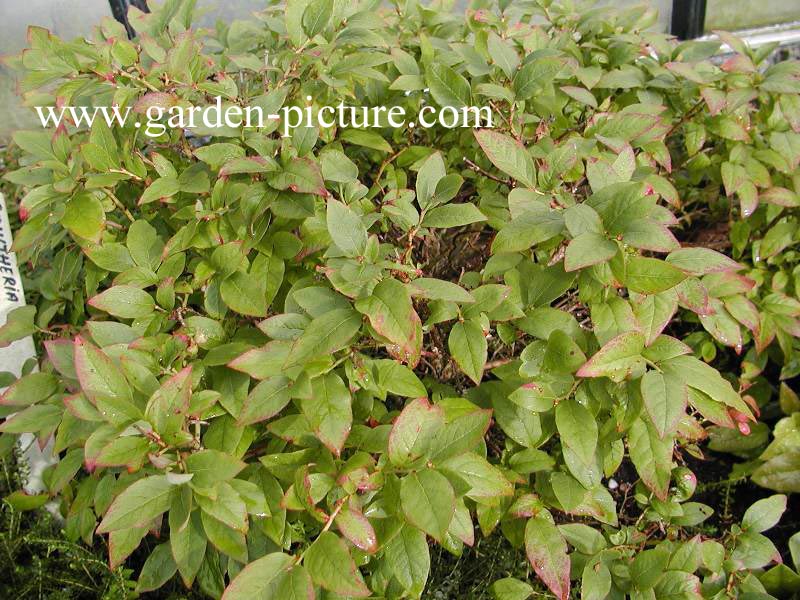 Vaccinium angustifolium 'Tophat'