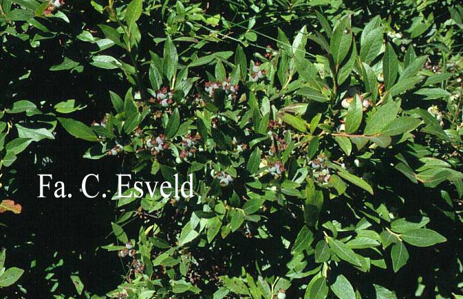Vaccinium angustifolium
