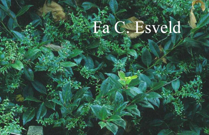 Vaccinium bracteatum