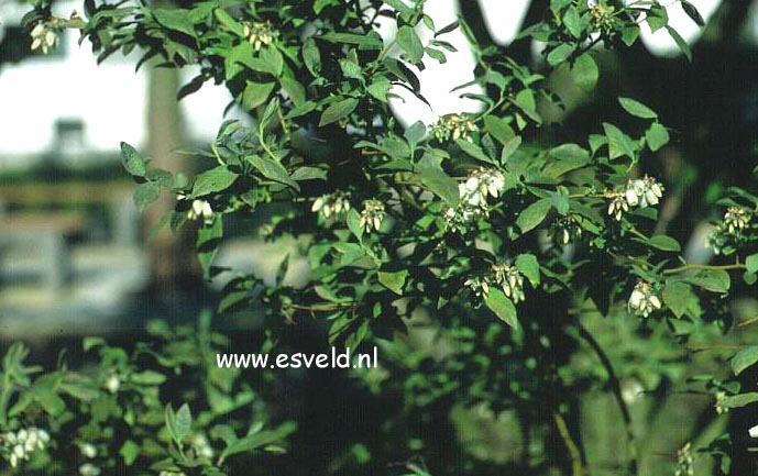 Vaccinium corymbosum 'Berkeley'