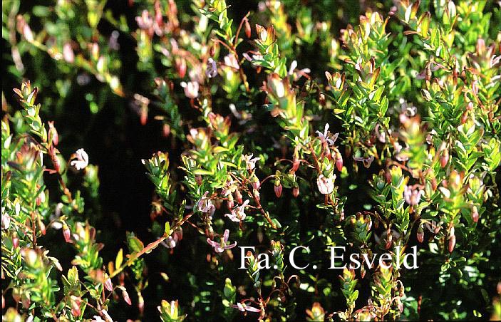 Vaccinium macrocarpon 'Pilgrim'