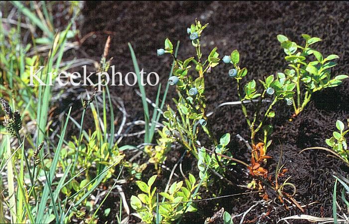 Vaccinium myrtillus