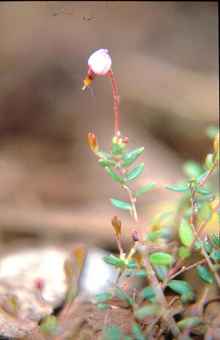 Vaccinium oxycoccus