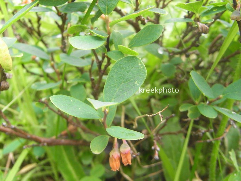 Vaccinium uliginosum