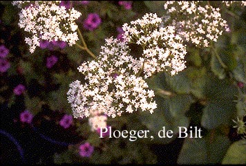 Valeriana alliariifolia