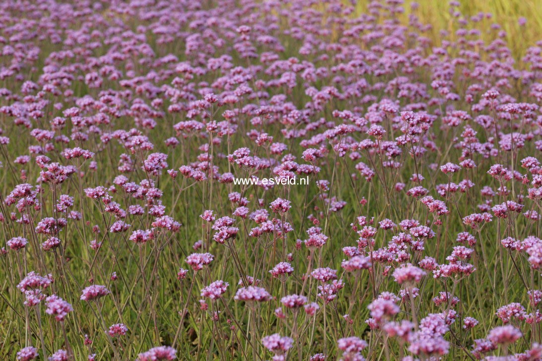 Verbena bonariensis 'Lollipop'