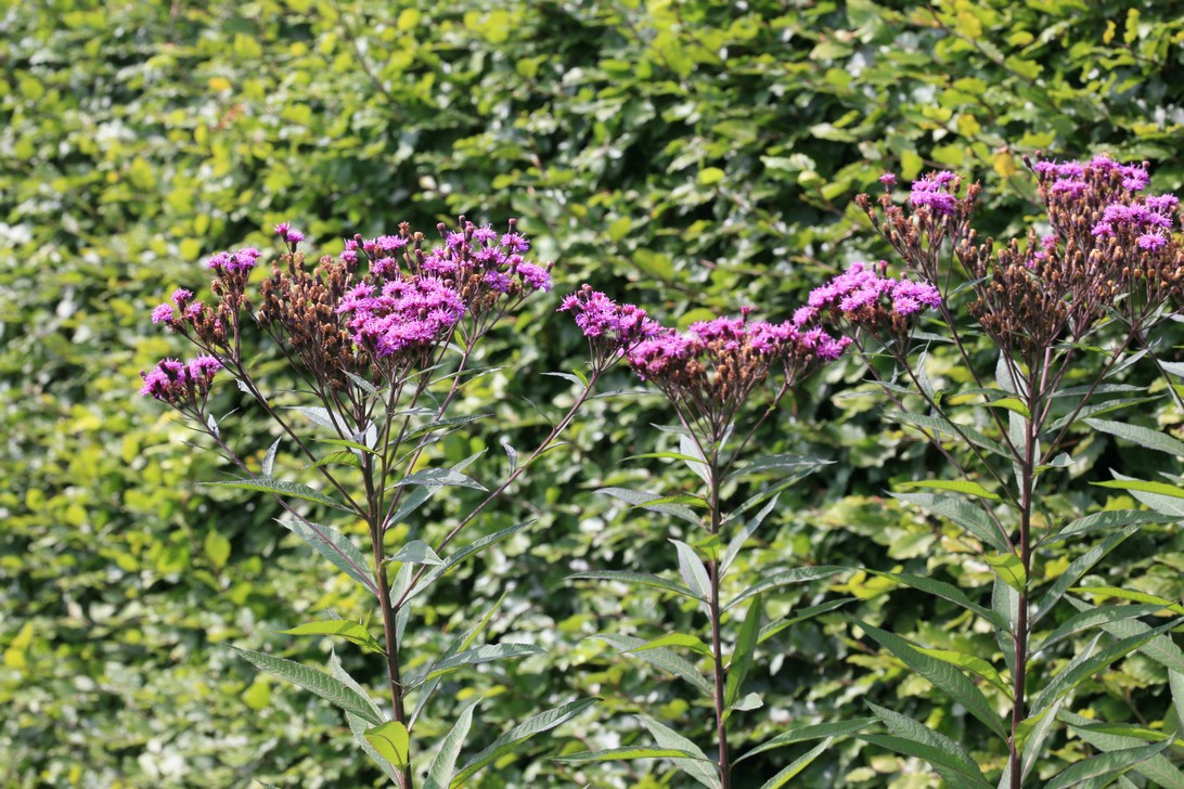 Vernonia crinita 'Mammuth'