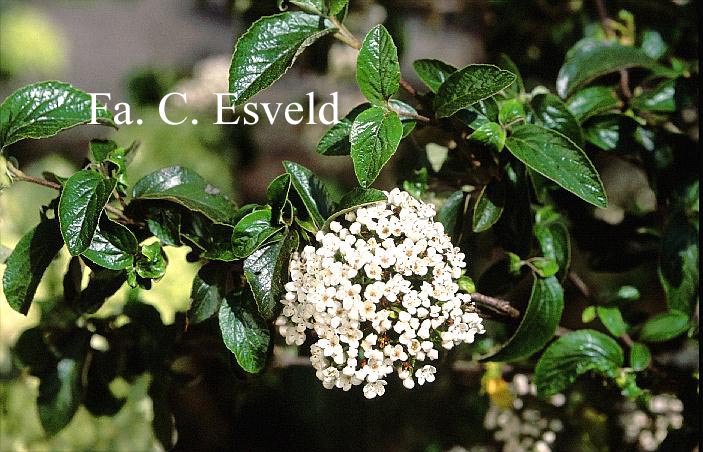 Viburnum 'Chesapeake'