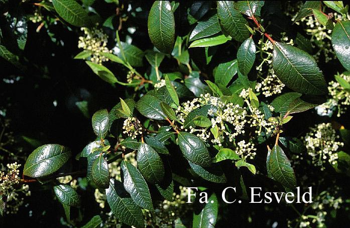 Viburnum atrocyaneum