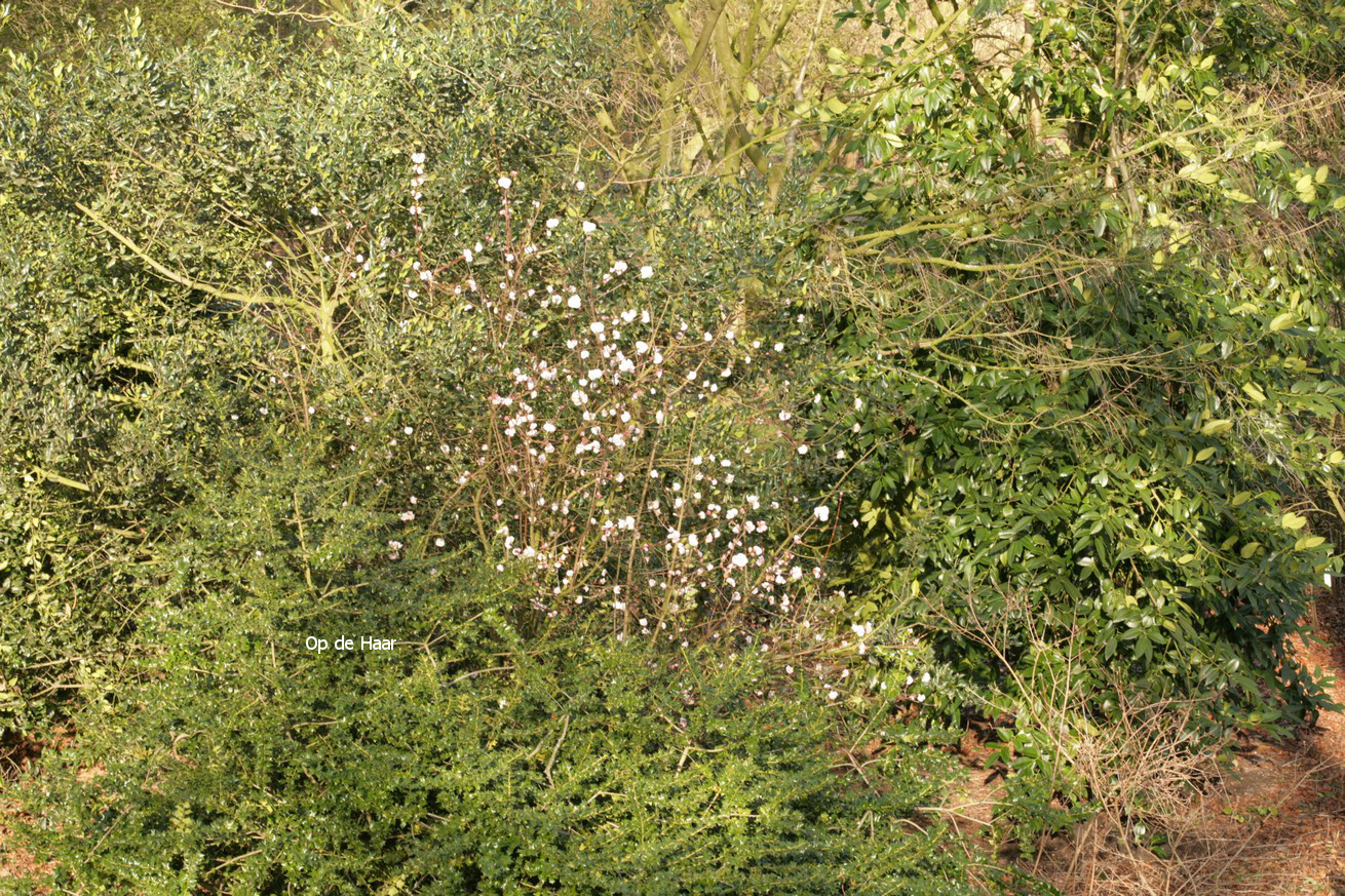 Viburnum bodnantense