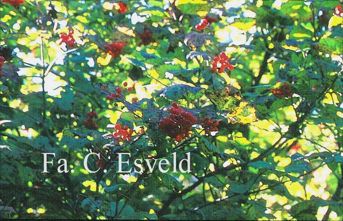 Viburnum burejaeticum