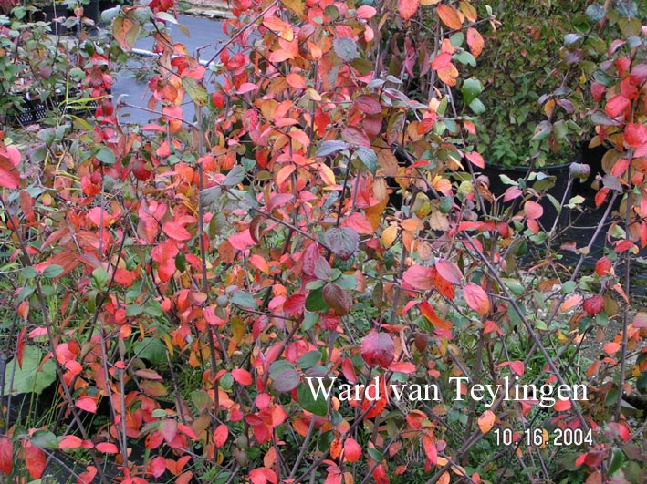 Viburnum burkwoodii 'Chenault'
