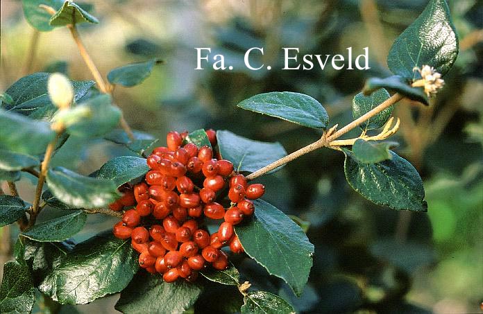 Viburnum burkwoodii 'Compact Beauty'