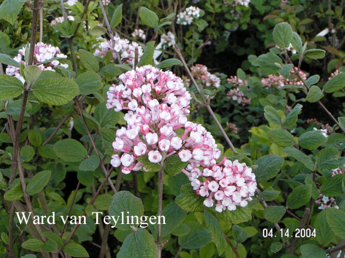 Viburnum burkwoodii 'Fulbrook'
