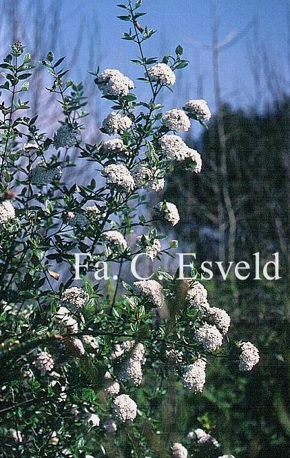 Viburnum burkwoodii 'Park Farm Hybrid'