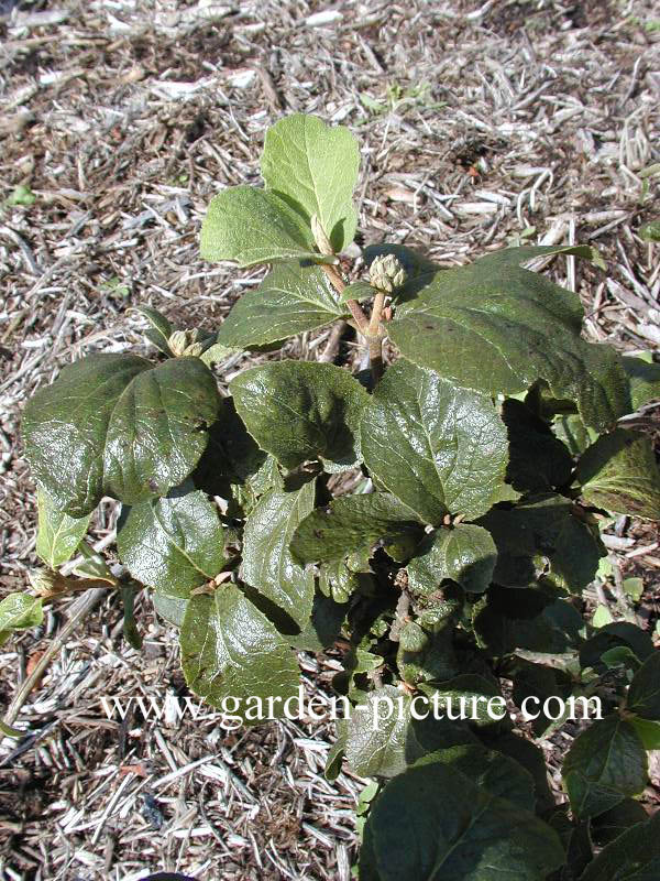 Viburnum carlcephalum 'Cayuga'