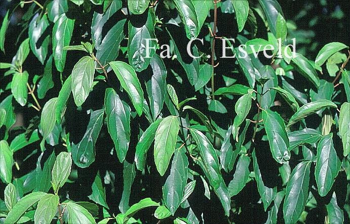 Viburnum cylindricum