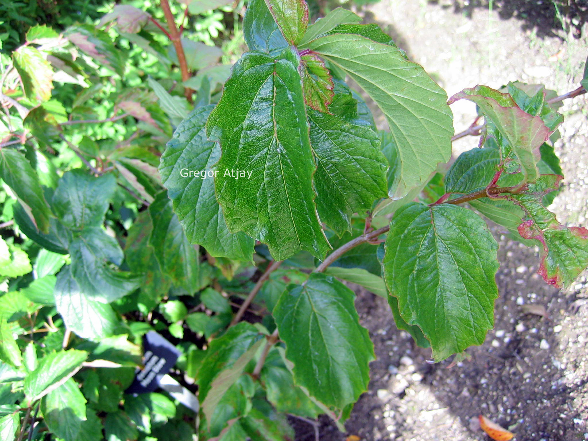 Viburnum dentatum 'Moonglow'