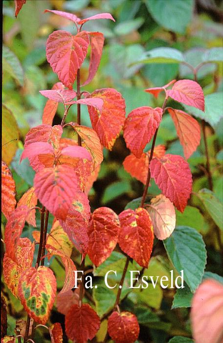 Viburnum dentatum 'Morton' (NORTHERN BURGUNDY)