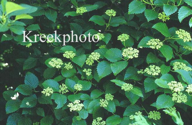 Viburnum dentatum