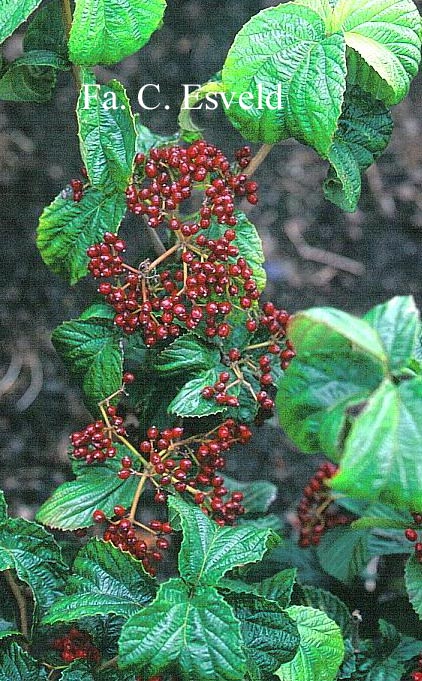 Viburnum dilatatum 'Ineke'