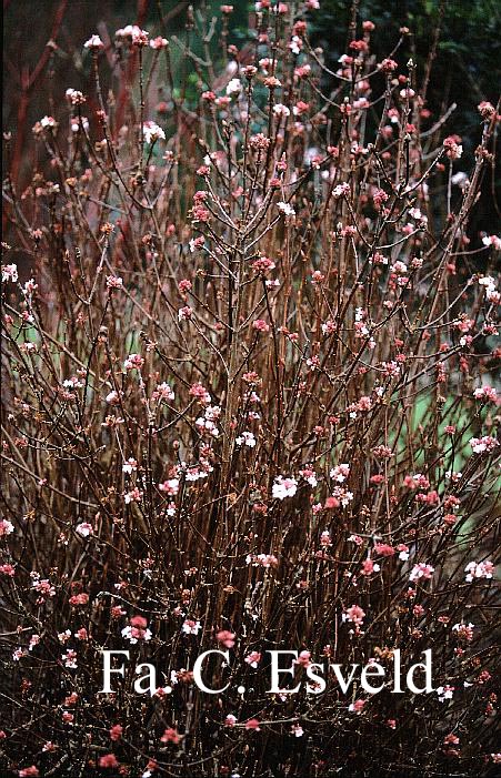 Viburnum farreri 'Nanum'