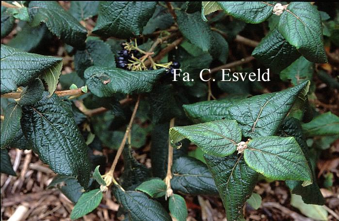 Viburnum lantana 'Lanceolatum'