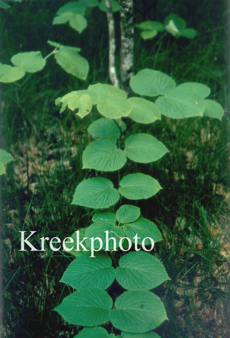 Viburnum lantanoides