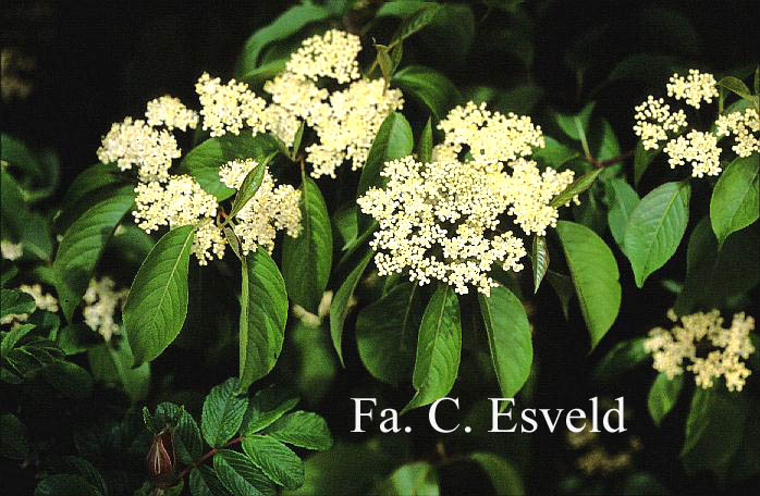 Viburnum lentago