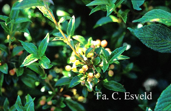 Viburnum luzonica var. oblongum