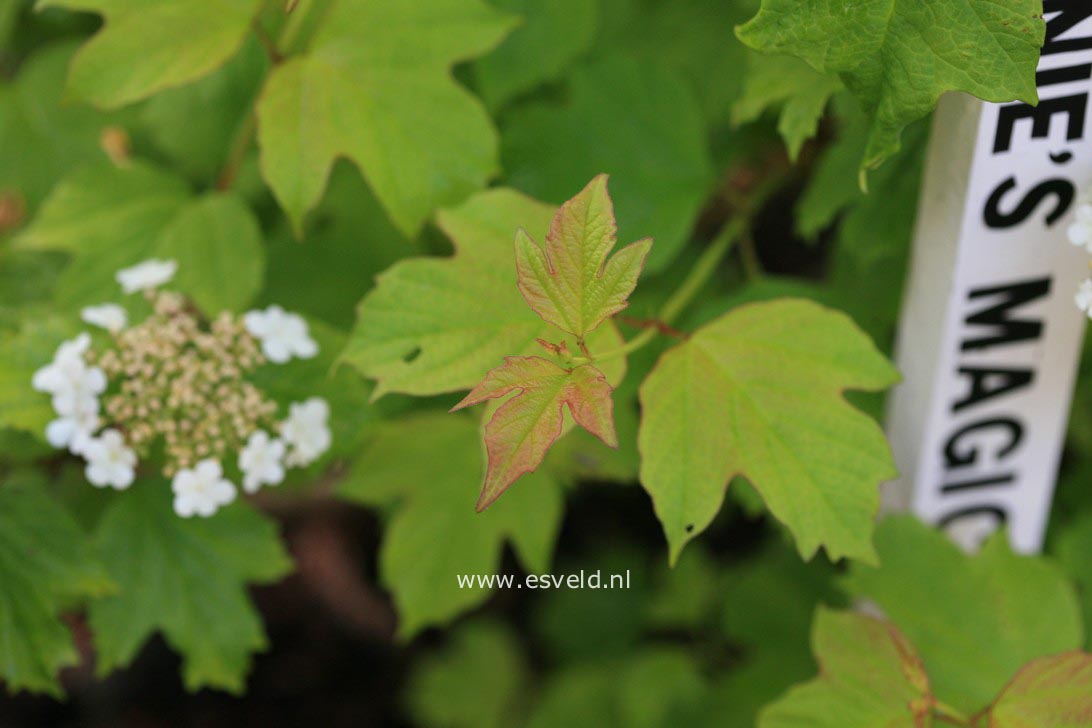 Viburnum opulus 'Anny's Magic Gold'