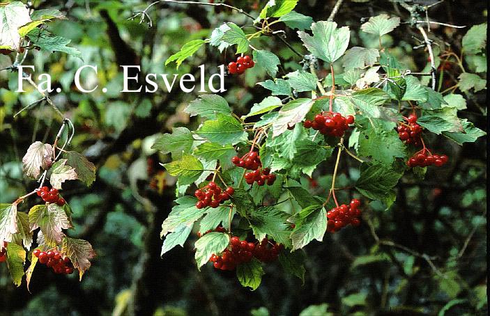 Viburnum opulus 'Compactum'