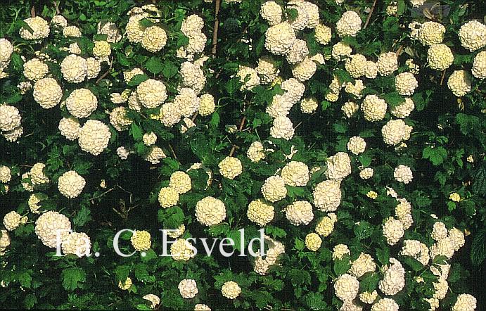 Viburnum opulus 'Roseum'