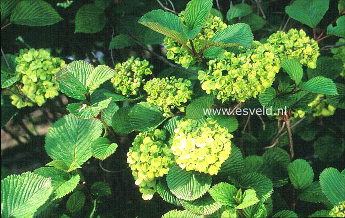 Viburnum plicatum 'Tennessee'