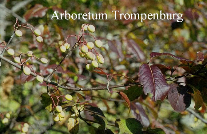 Viburnum prunifolium