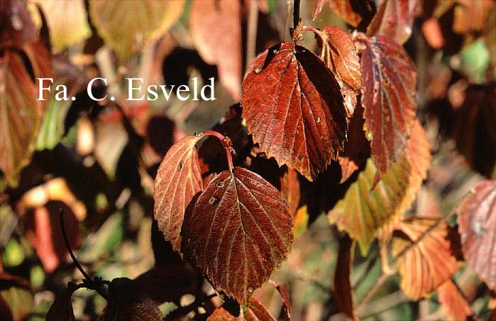 Viburnum rafinesquianum