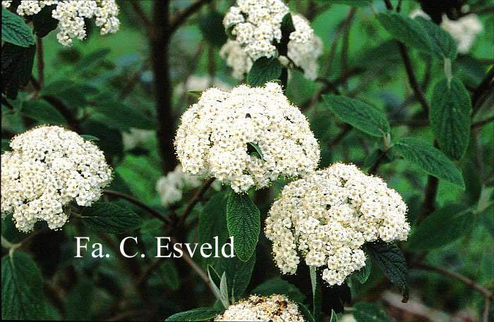 Viburnum rhytidophylloides 'Willowwood'