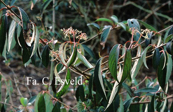 Viburnum rhytidophyllum 'Dart's Duke' (INTERDUKE)