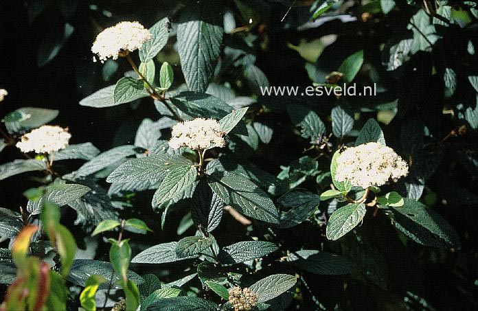 Viburnum rhytidophyllum 'Superb'