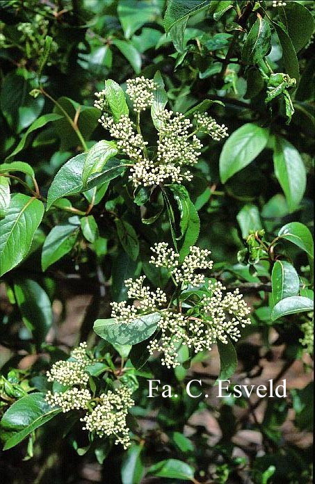 Viburnum rufidulum