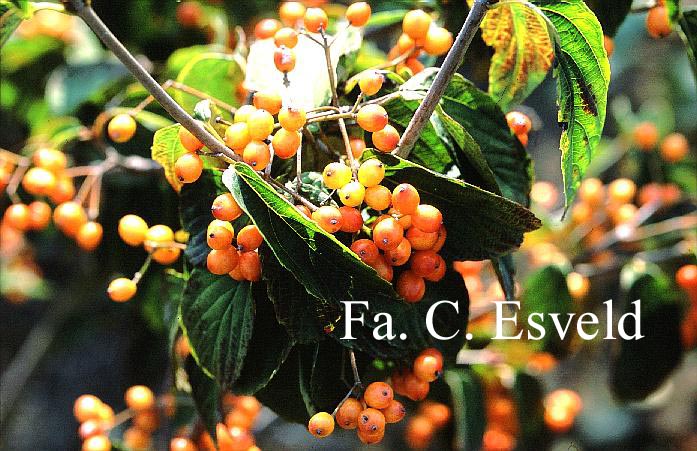 Viburnum setigerum 'Aurantiacum'