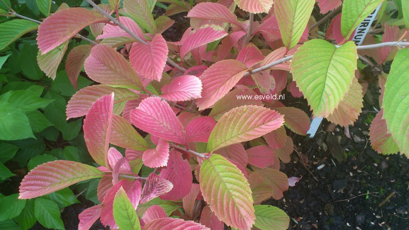Viburnum sieboldii 'Caroline'