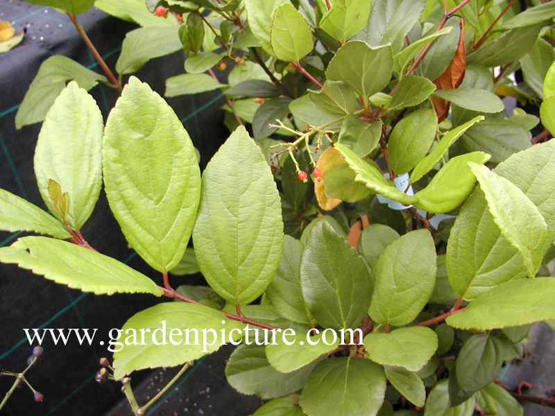 Viburnum suspensum