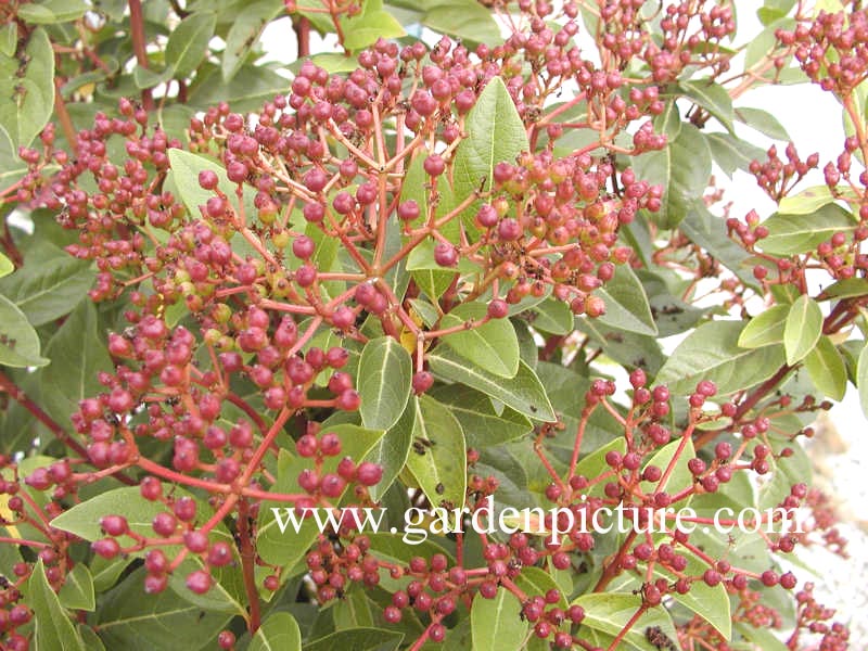 Viburnum tinus 'Macrophyllum'